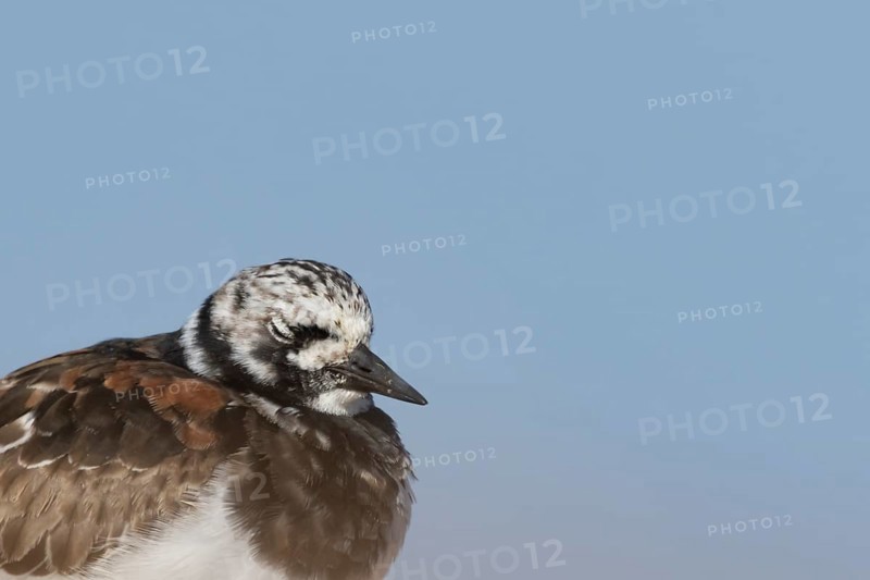 Ruddy turnstone (Arenaria interpres) adult wader bird in summer plumage sleeping on a shingle beach, England, United Kingdom