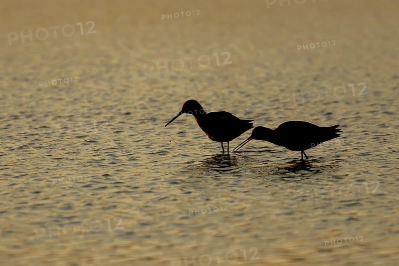 Spotted redshank (Tringa erythropus) silhouette of two adult wader birds in a shallow lagoon at sunset, England, United Kingdom