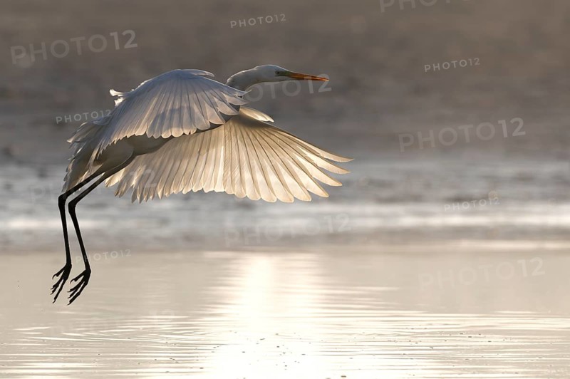 Great Egret, (Egretta alba), Great Egret in flight, back light, Lusatia, Saxony, Germany