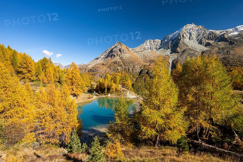 Lac Bleu with autumnal larches, Evolene, Val d'Herens, Canton of Valais, Switzerland
