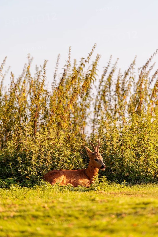 A roe buck (Capreolus capreolus) rests next to a nettle thicket on a sunny morning. Bavaria, Germany