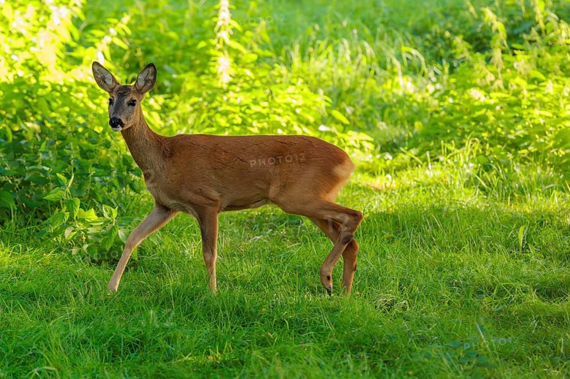 A roe deer (Capreolus capreolus) runs past a nettle bush on a sunny morning. Bavaria, Germany