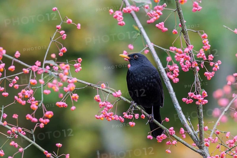 A common blackbird (Turdus merula) sits in a European spindle tree (Euonymus europaeus), and eats the fruit