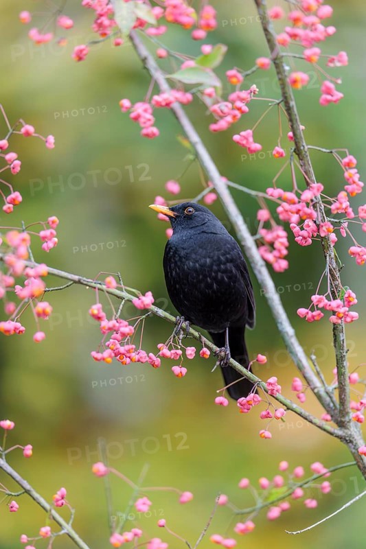 A common blackbird (Turdus merula) sits in a European spindle tree (Euonymus europaeus), and eats the fruit