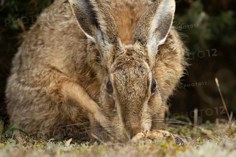 European brown hare (Lepus europaeus) adult animal washing its foot, England, United Kingdom