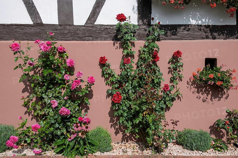 Blooming roses in front of a half-timbered house wall with pink and red rose bushes, Hohwiller, in German Hohweiler, Alsace, France