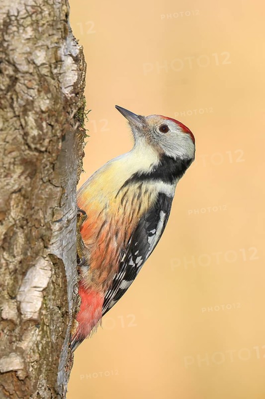 Middle woodpecker (Dendrocopos medius), on a birch tree, wildlife, woodpeckers, nature photography, autumn, Neunkirchen, Siegerland, North Rhine-Westphalia, Germany