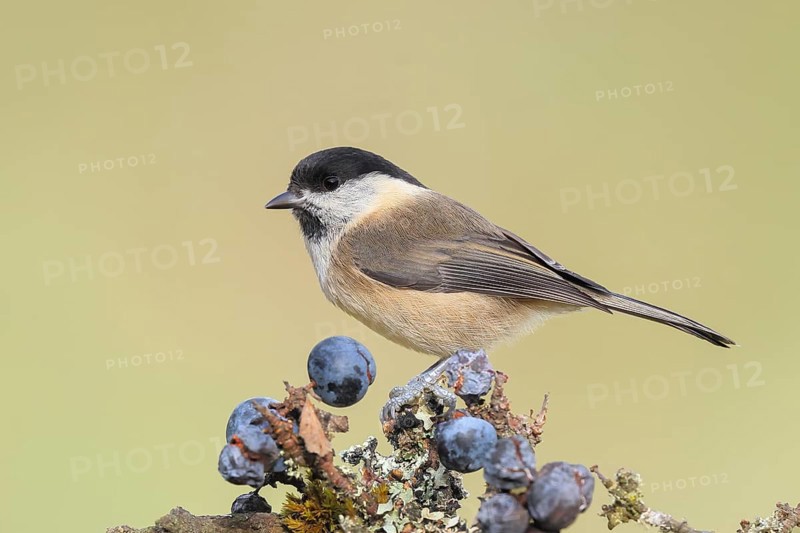Willow tit (Parus montanus) sitting on lichen-covered sloes (Prunus spinosa) branch, wildlife, animals, birds, Siegerland, North Rhine-Westphalia, Germany