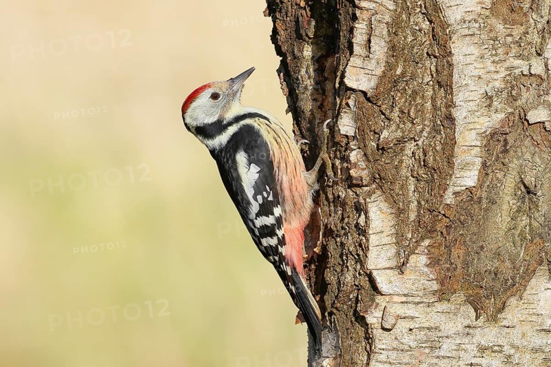 Middle woodpecker (Dendrocopos medius), on a birch tree, wildlife, woodpeckers, nature photography, autumn, Neunkirchen, Siegerland, North Rhine-Westphalia, Germany