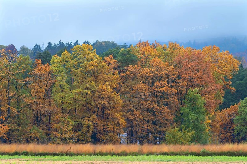 Mixed forest in autumn colors on a rainy day, Eckental, Middle Franconia, Bavaria, Germany