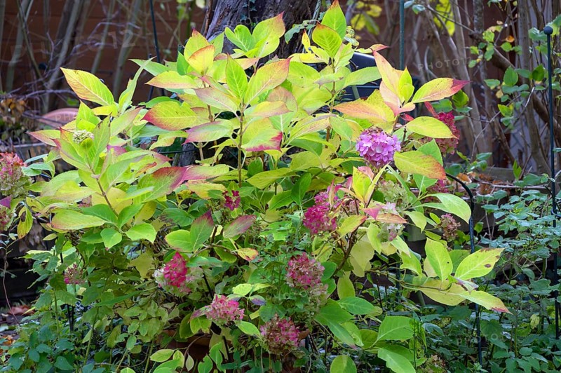 Hydrangea (Hydrangea) in autumn colors, Eckental, Middle Franconia, Bavaria, Germany