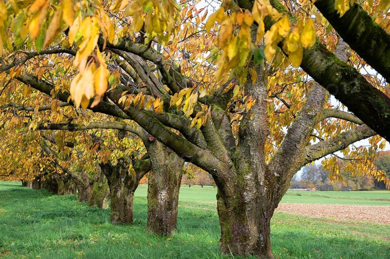 Cherry orchard (Prunus avium) in autumn colors, Karsberg, Upper Franconia, Bavaria, Germany