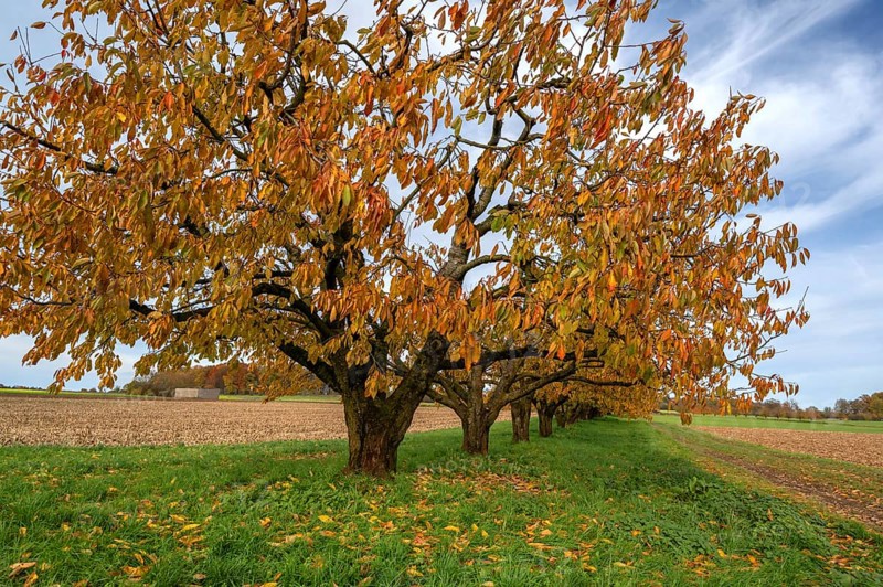 Cherry trees (Prunus avium) in autumn colors, Karsberg, Upper Franconia, Bavaria, Germany