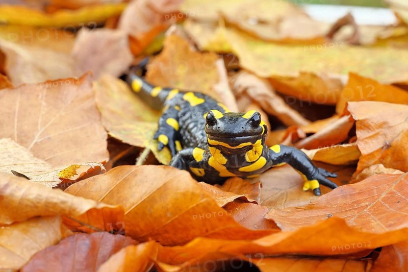 Fire salamander (Salamandra salamandra), in a beech forest on autumn leaves, autumn, Wilnsdorf, North Rhine-Westphalia, Germany