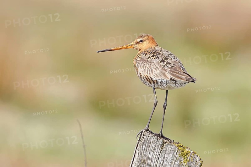 Blacktail (Limosa limosa), sitting room, on a fence post, snipe birds, wildlife, nature photography, wetland, ox moor, Dümmer See, Lembruch, Lower Saxony, Germany