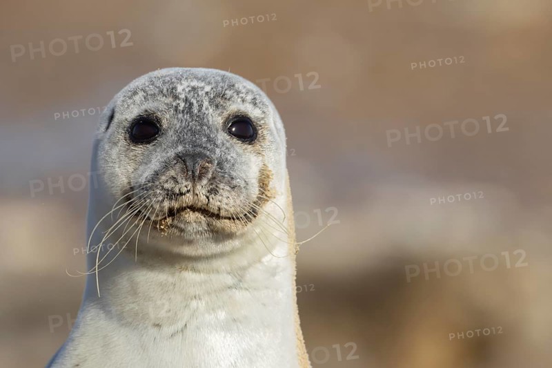 Common seal (Phoca vitulina) adult animal head portrait, England, United Kingdom