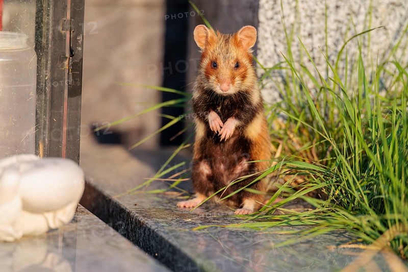 A European hamster (Cricetus cricetus) stands on a grave in the evening sun, searching for food. Vienna, Austria