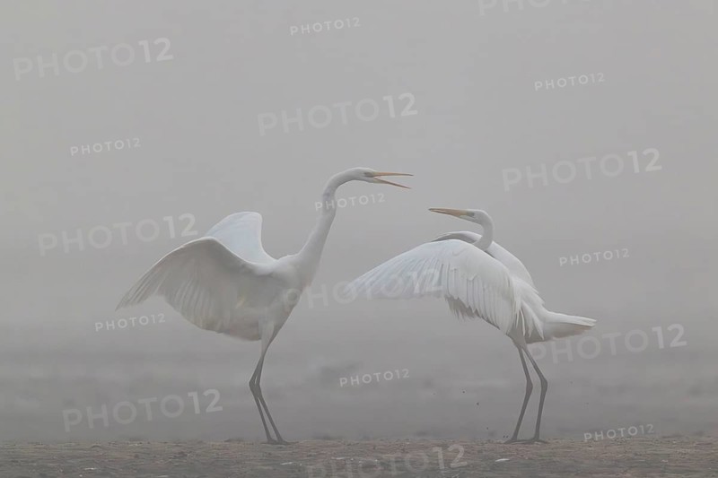 Great Egret, (Egretta alba), Warring Great Egret in the Mist, Lasitz, Saxony, Germany