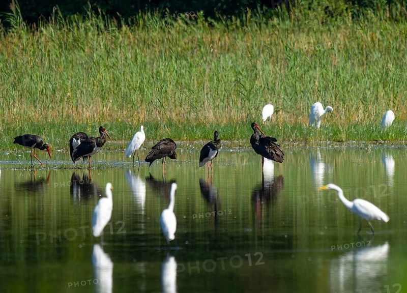 Black storks (Ciconia nigra) and great egret (Ardea alba) in the shallow water zone of a pond, Lower Saxony, Germany