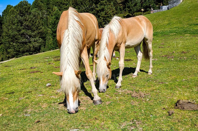 Free-grazing horses on an alpine pasture near the Acherkogel in the Stubai Alps in Hochoetz, Ötz, Ötztal, Tyrol, Austria