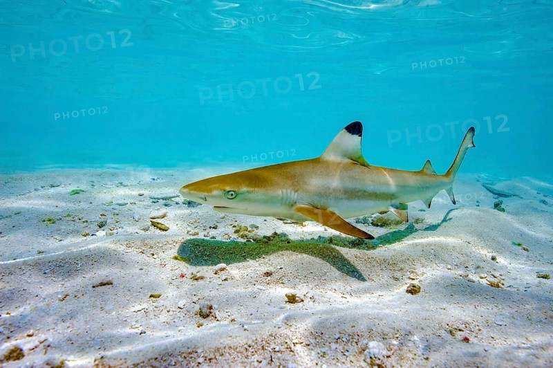 Juvenile young blacktip reef shark (Carcharhinus melanopterus) swims across sand in shallow lagoon off beach on Maldives island, Indian Ocean, Maldives