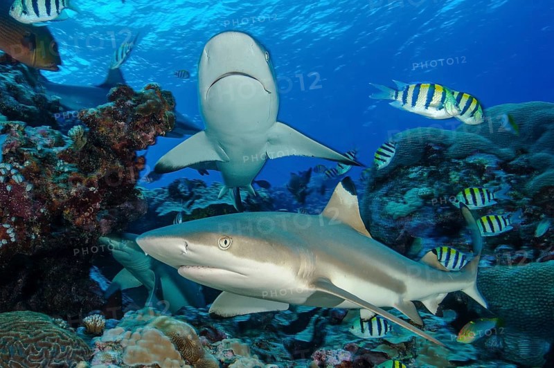 Down in the foreground blacktip reef shark (Carcharhinus melanopterus) blacktip reef shark shark swims close over stony corals (Scleractinia) in coral reef, above gray reef shark (Carcharhinus amblyrhynchos) swims head on towards observer, Pacific, Yap Island, Yap State, Caroline Islands, FSM, Federated Micronesian States, Australia, Oceania