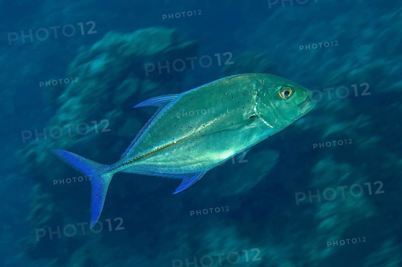 Bluefin mackerel (Caranx melampygus) spiny mackerel swims quickly through coral reef, Pacific