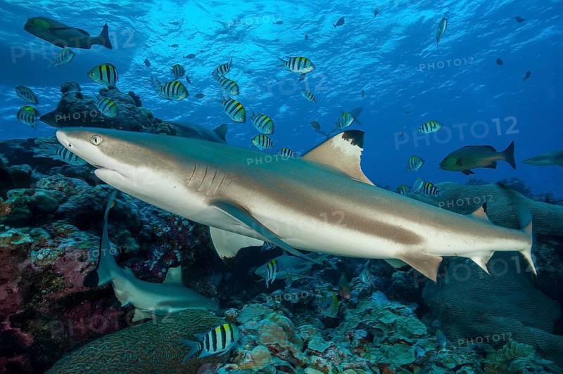 Blacktip reef shark Blacktip reef shark (Carcharhinus melanopterus) Blacktip rffshark shark swims close above stony corals (Scleractinia) in coral reef across observer, Pacific, Yap Island, Yap State, Caroline Islands, FSM, Federated States of Micronesia, Australia, Oceania