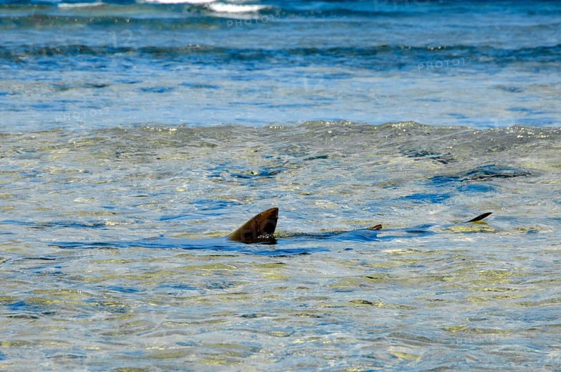 Fin dorsal fin of Atlantic nurse shark (Ginglymostoma cirratum) sticking out of the water can be seen at the water surface, shark swimming in shallow water close to the coast of Canary Island Shark fin sticking out of the water, Sal, Cape Verde Islands, Cabo Verde