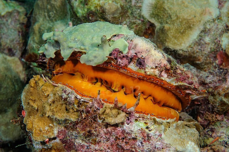 Large variable spiny oyster (Spondylus varius) in the color variant orange has grown into coral reef with slightly opened shell, many mussel eyes visible at the top of the animal, Pacific