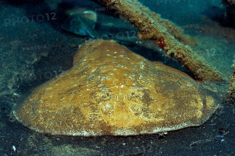 Electric bow forehead shivering ray (Torpedo panthera) Bow forehead torpedo ray Panther torpedo ray Electric ray Electric ray dangerous sea creature lying on sandy seabed lurking for prey, Red Sea, Egypt