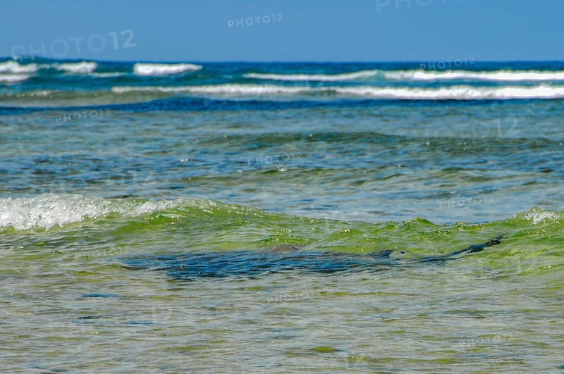View from shore of silhouette of Atlantic nurse shark (Ginglymostoma cirratum) is seen swimming just below water surface, shark swimming in shallow water close to coast towards observer, Sal, Cape Verde Islands, Cabo Verde