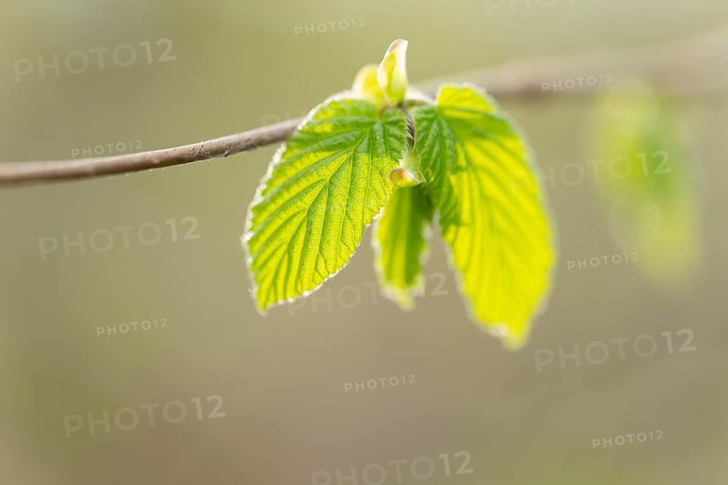 Common hazel (Corylus avellana), young leaves, fresh leaf shoots, Lower Saxony, Germany
