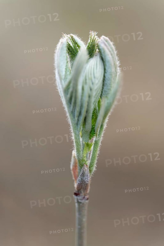 Rowan, mountain ash (Sorbus aucuparia), young leaves, fresh leaf shoots, Lower Saxony, Germany