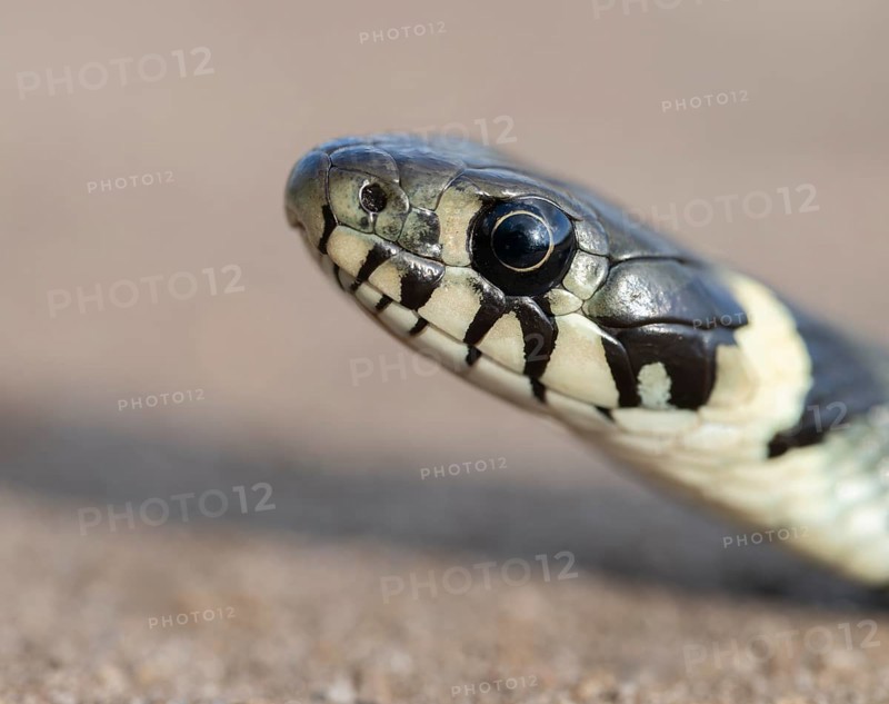 Grass snake (Natrix natrix), portrait, Lower Saxony, Germany