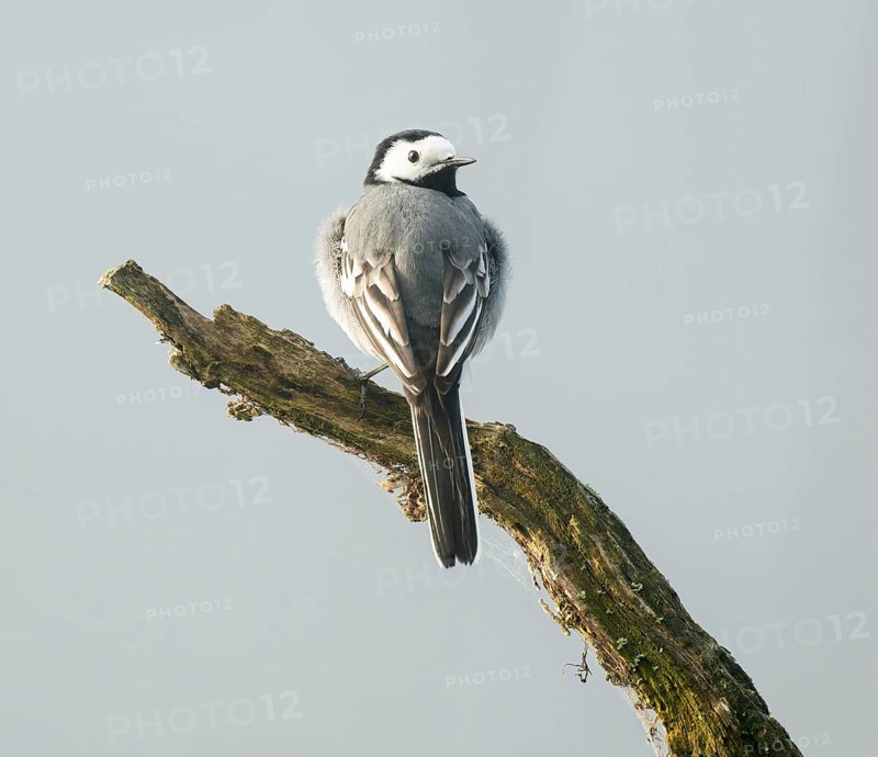 Wagtail (Motacilla alba) standing on a branch, Lower Saxony, Germany