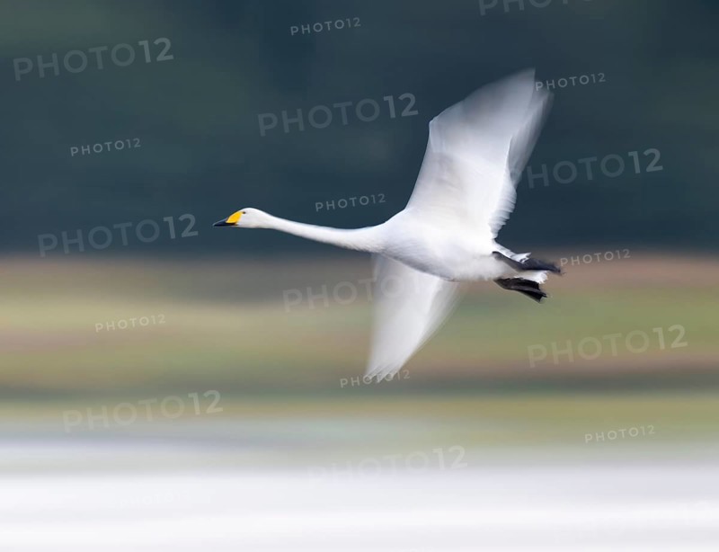 Singing swan (Cygnus cygnus) flying over a lake, motion blur, long exposure, moving, wiping effect, Lower Saxony, Germany