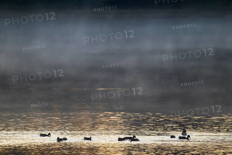 Crickente (Anas crecca), crickenten looking for food on a lake, morning light, clouds of fog, Lower Saxony, Germany