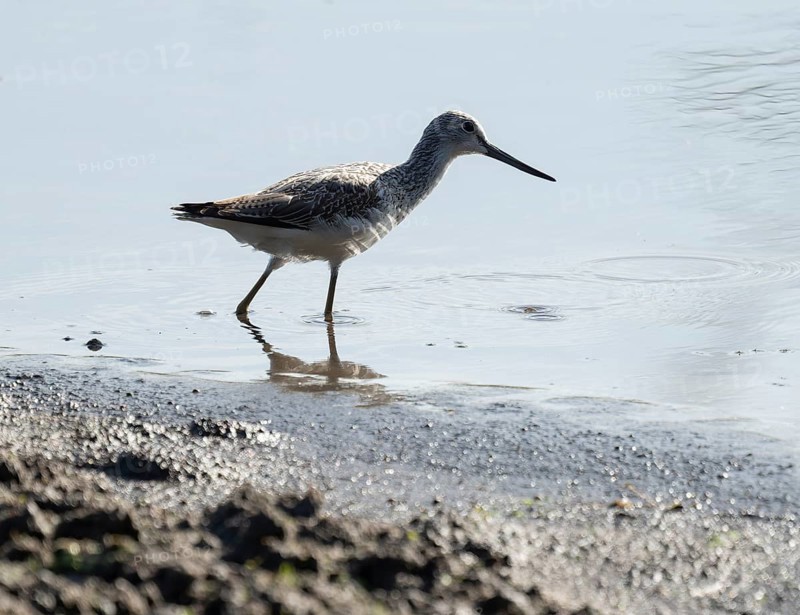 Green thighs (Tringa nebularia) looking for food in the shallow water zone of a body of water, wetland, Lower Saxony, Germany