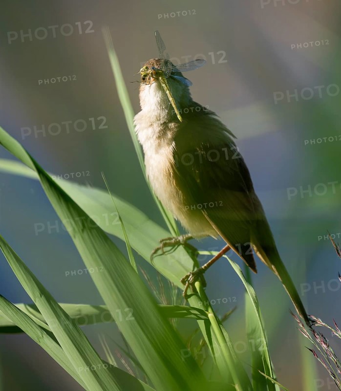 Bluebird (Acrocephalus arundinaceus) on a reed stalk, reed (Phragmites australis), with prey dragonfly (Odonata) in its beak, Lower Saxony, Germany