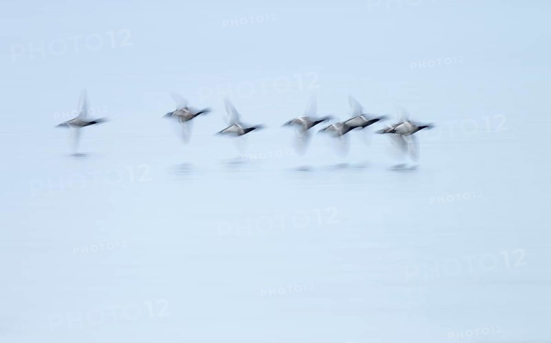 Heron duck (Aythya fuligula), heron flying over a lake, motion blur, long exposure, pull, mopping effect, Lower Saxony, Germany