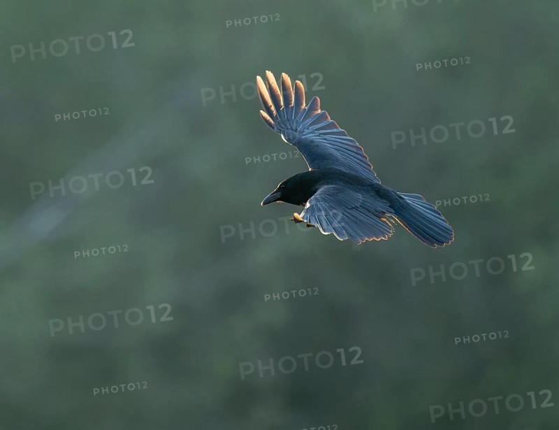 Raven crow (Corvus corone) flying, Lower Saxony, Germany