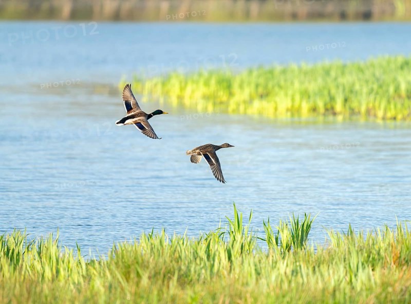 Mallard (Anas platyrhynchos), male and female flying across a lake, Lower Saxony, Germany