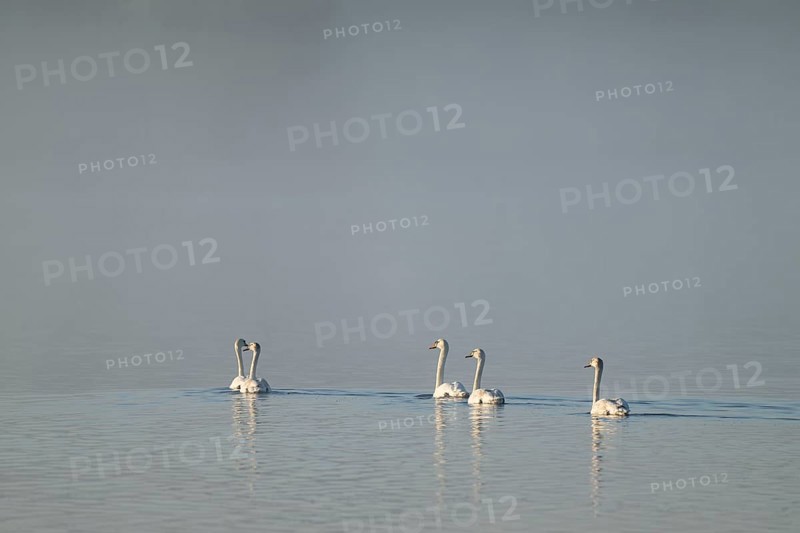 Humped swans (Cygnus olor) swimming on a lake in morning light, fog, Lower Saxony, Germany