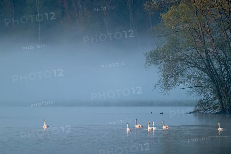 Humped swans (Cygnus olor) swimming on a lake in the morning light in fog, clouds of fog, Lower Saxony, Germany