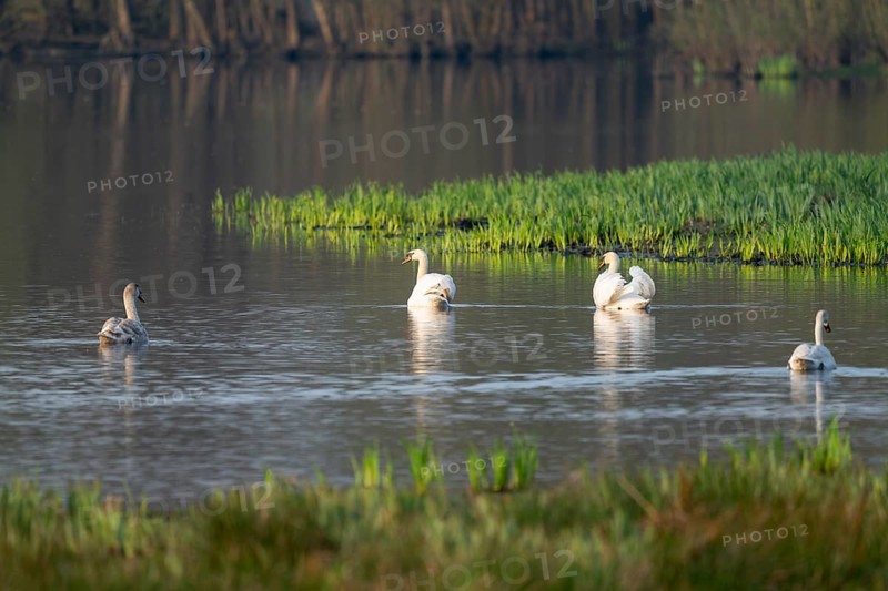 Humped swans (Cygnus olor) swim on a lake in a wetland, Lower Saxony, Germany