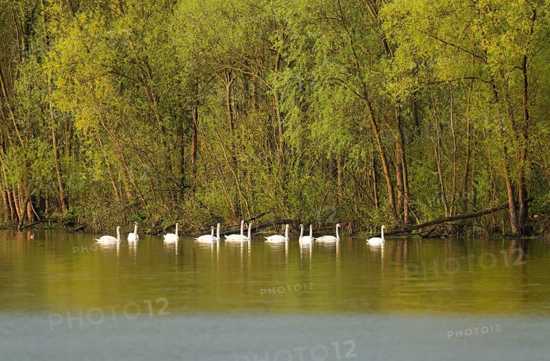 Humped swans (Cygnus olor) swimming on a lake, green forest, willows (Salix), spring, Lower Saxony, Germany