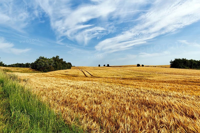 Golden yellow wheat field, harvest time, lanes of agricultural machinery, Cirrus, typical landscape in summer, Midtjylland, Jutland, Denmark