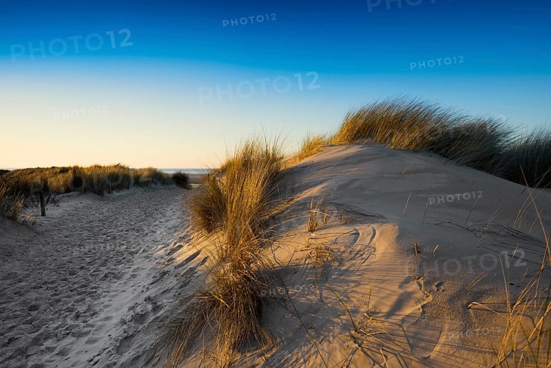 Dunes and blue sky in winter, sunset, Spiekeroog, East Frisian Islands, Lower Saxony, Germany