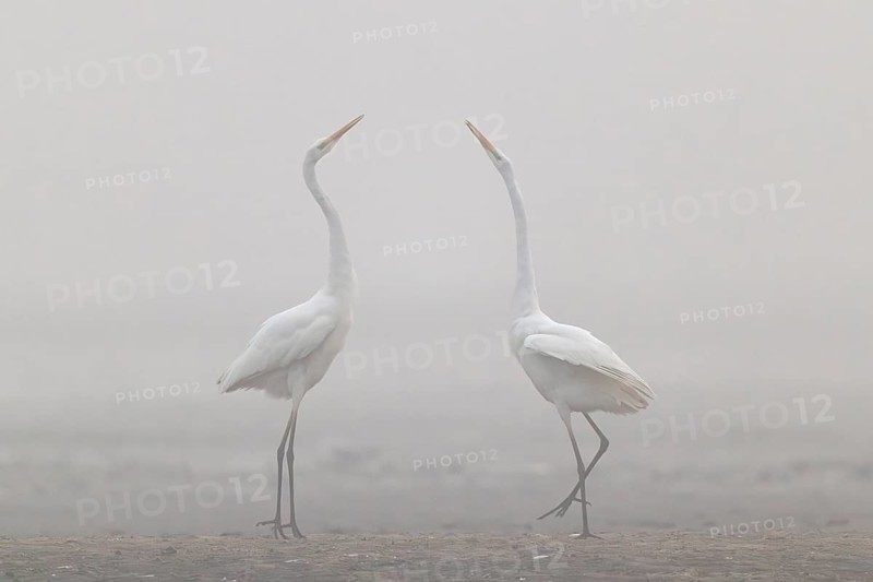Great Egret, (Egretta alba) Warring Great Egret in the Mist, Lusatia, Saxony, Germany